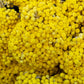 50 YELLOW DOUBLE STRAWFLOWER  Xerochrysum Bracteatum Helichrysum Flower Seeds