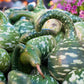 15 GOOSENECK / Bottle / SWAN GOURD Lagenaria Siceraria Vine Seeds