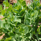 10 EMPEROR'S WAVE SEDUM Red Upright Telephium Succulent Stonecrop Flower Hylotelephium Seeds