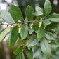 50 CHINESE ELM TREE (Lacebark) Ulmus Parvifolia Seeds