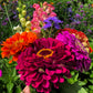 500 Mixed Colors CALIFORNIA GIANT ZINNIA Elegans Flower Seeds