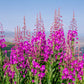 300 FIREWEED / ROSEBAY (Great Willowherb) Epilobium Angustifolium Flower Seeds