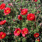 100 Red PORTULACA Grandiflora / MOSS ROSE Succulent Flower Seeds