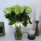 5 GREEN ROSE Rosa Bush Shrub Perennial Flower Seeds