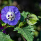 100 APPLE OF PERU Shoofly Plant Nicandra Physalodes Violet Blue Flower Seeds