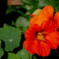 25 Dwarf RED EMPRESS NASTURTIUM Tropaeolum Majus Nanum Hummingbird Flower Seeds