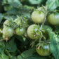 50 Organic SNOW WHITE Cherry TOMATO White Skin Lycopersicon Fruit Vegetable Seeds