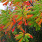 30 FLAMELEAF SUMAC TREE Shining Dwarf Winged Rhus Schmaltzia Copallina Seeds