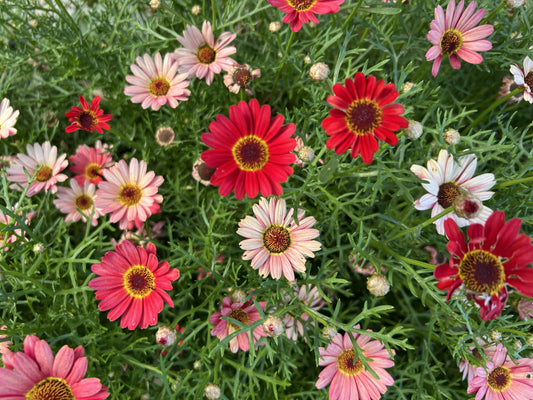 100 Mixed Colors ROBINSONS PAINTED DAISY Chrysanthemum Pink Red Rose & Yellow Pyrethrum Flower Seeds