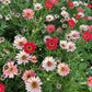 100 Mixed Colors ROBINSONS PAINTED DAISY Chrysanthemum Pink Red Rose & Yellow Pyrethrum Flower Seeds