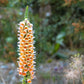 50 RUSTY FOXGLOVE Hummingbird Flower Digitalis Ferruginea Yellow Herald Seeds