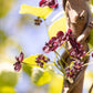 15 CHOCOLATE VINE Edible Fruit Akebia Trifoliata Flower Ornamental Climber Seeds