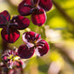 15 CHOCOLATE VINE Edible Fruit Akebia Trifoliata Flower Ornamental Climber Seeds