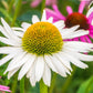 50 WHITE CONEFLOWER Echinacea Purpurea Flower Seeds