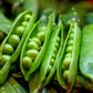 50 Early FROSTY GARDEN PEA English Shelling Pisum Sativum Vegetable Seeds