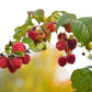 100 RED RASPBERRY Rubus Idaeus Fruit Bush Vine Seeds