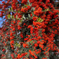 25 SCARLET FIRETHORN Pyracantha Coccinea Bush Shrub Flower Seeds