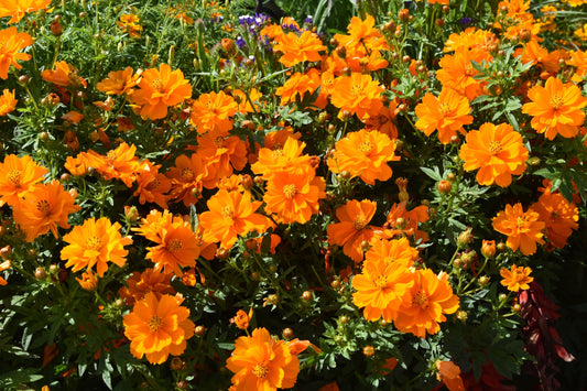 150 ORANGE SULPHUR COSMOS Klondike Sulphureus Seeds