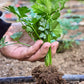 2000 Cutting LEAF CELERY Apium Graveolens Secalinum European Chinese Herb Seeds
