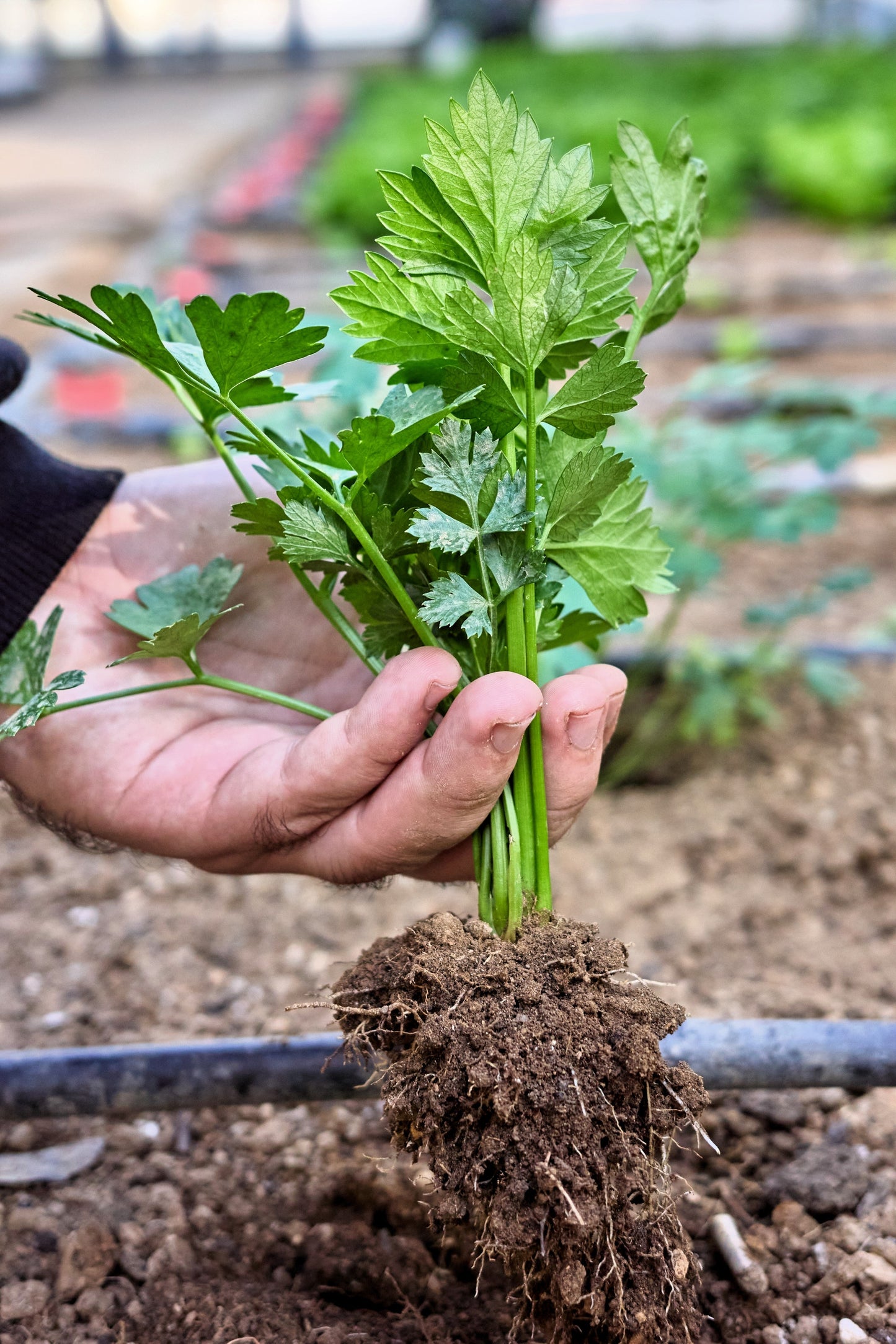2000 Cutting LEAF CELERY Apium Graveolens Secalinum European Chinese Herb Seeds