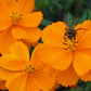 150 ORANGE SULPHUR COSMOS Klondike Sulphureus Seeds