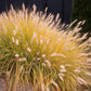 25 Dwarf Purple CHINESE FOUNTAIN GRASS Pennisetum Alopecuroides Hardy Ornamental Seeds