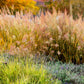 1500 PRAIRIE JUNEGRASS Koeleria Macrantha June Crested Hair Grass Flower Seeds
