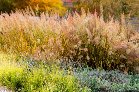 1500 PRAIRIE JUNEGRASS Koeleria Macrantha June Crested Hair Grass Flower Seeds