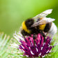 200 Great BURDOCK Arctium Lappa (Edible Burdock / Cockle-Button / Beggar's Buttons) HERB Flower Seeds