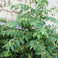 250 TREE TOBACCO Nicotiana Glauca Yellow Trumpet Flower Herb Shrub Seeds