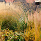 1500 PRAIRIE JUNEGRASS Koeleria Macrantha June Crested Hair Grass Flower Seeds