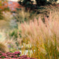1500 PRAIRIE JUNEGRASS Koeleria Macrantha June Crested Hair Grass Flower Seeds