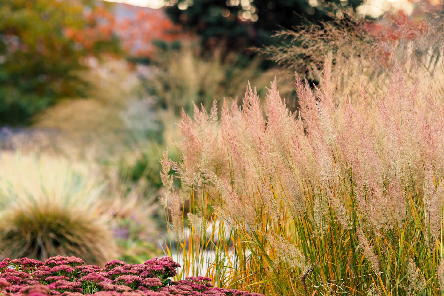 1500 PRAIRIE JUNEGRASS Koeleria Macrantha June Crested Hair Grass Flower Seeds