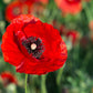 1000 Red AMERICAN LEGION (Corn / Shirley / Flanders) POPPY Papaver Rhoeas Flower Seeds