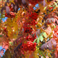 20 ASH TREE Mountain / Amur / Rowan - Sorbus Aucuparia Seeds