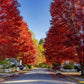 25 SUGAR MAPLE Syrup TREE Native Rock Fall Color Acer Saccharum Seeds