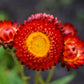 100 Red FIRE BALL STRAWFLOWER Xerochrysum Bracteatum Helichrysum Monstrosum Flower Seeds