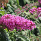 100 MIXED Colors BUTTERFLY BUSH Buddleja Davidii Flower Shrub Seeds
