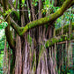 30 FICUS TREE (Bodhi Tree / Sacred Fig / Bo Tree / Pipal) Ficus Religiosa Seeds