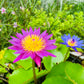 3 Organic Mixed Colors LOTUS Nelumbo Nucifera Pond Water Lily Lilypad Blue Red Flower Large Seeds