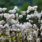 50 CHOCOLATE Joe PYE WEED Eupatorium Rugosum Flower Seeds