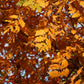 10 GOLDEN RAIN TREE Goldenrain Koelreuteria Paniculata Yellow Flower Seeds