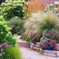 25 MEXICAN FEATHER GRASS Pony Tails Ornamental Stipa Tenuissima Nassella Seeds Wind Whisp