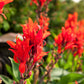 5 RED CANNA LILY Indian Shot Canna Indica Flower Seeds