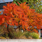75 SMOOTH SUMAC TREE Red Berries Rhus Glabra Borealis Seeds