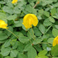 15 Seeds ' JUMBO ' VIRGINIA PEANUT Arachis Hypogaea Perennial Nut Plant