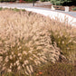 25 Dwarf Purple CHINESE FOUNTAIN GRASS Pennisetum Alopecuroides Hardy Ornamental Seeds