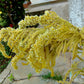 100 Pastel AUTUMNS TOUCH AMARANTHUS Cruentus Bronze Coral Apricot Flower Seeds