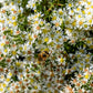 100 WHITE HEATH ASTER Prairie Ericoides Flower Seeds