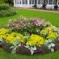 100 Heirloom MIXED COLORS NICOTIANA (Ornamental Flowering Tobacco) Nicotiana Alata Flower Seeds